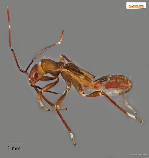 Alydidae sp. "ZRCBDP0168476" • © Maimon Hussin • All Rights Reserved