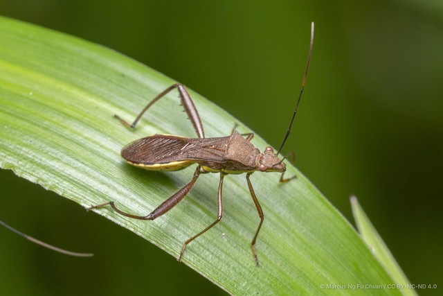 Riptortus linearis • © Marcus Ng Fu Chuan • CC BY-NC-ND 4.0