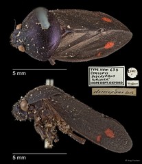 Cosmoscarta discrepans • © Ang Yuchen • All Rights Reserved