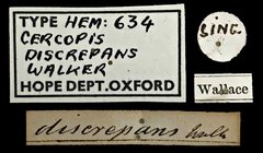 Cosmoscarta discrepans • All Rights Reserved Museum Label