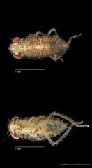 Cicadellidae sp. "ZRCBDP0018728"