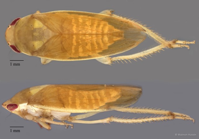 Cicadellidae sp. "ZRCBDP0072052" • © Maimon Hussin • All Rights Reserved
