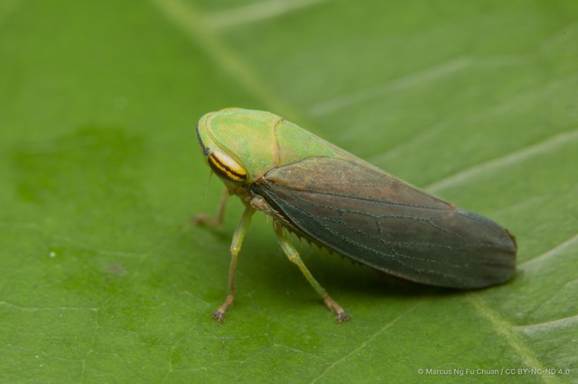 Tartessus ferrugineus • © Marcus Ng Fu Chuan • CC BY-NC-ND 4.0