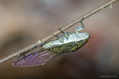 Chremistica umbrosa