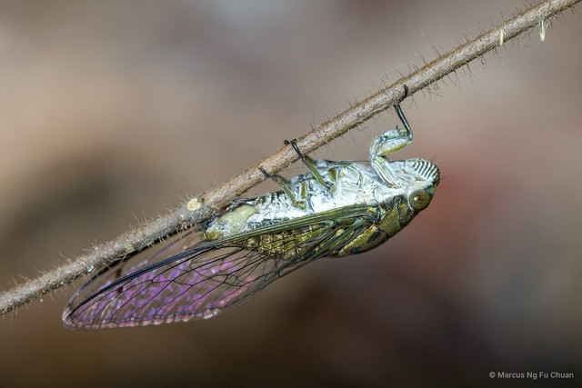 Chremistica umbrosa • © Marcus Ng Fu Chuan • All Rights Reserved