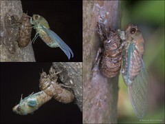 Chremistica umbrosa • © Marcus Ng Fu Chuan • All Rights Reserved