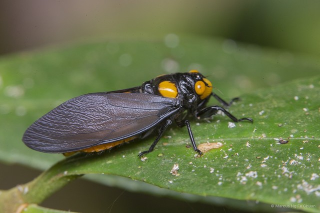 Huechys fusca • © Marcus Ng Fu Chuan • All Rights Reserved