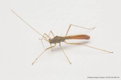 Phaenacantha bicolor (Distant, 1901)