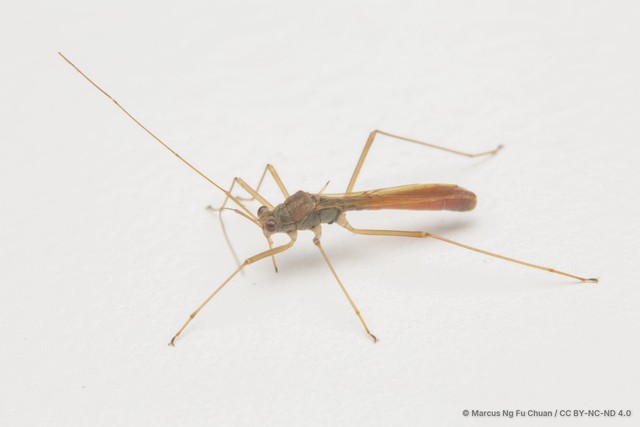 Phaenacantha bicolor • © Marcus Ng Fu Chuan • CC BY-NC-ND 4.0