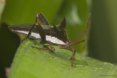 Aspilosterna albovittata