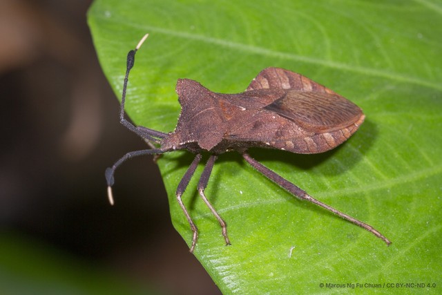 Dalader planiventris • © Marcus Ng Fu Chuan • CC BY-NC-ND 4.0