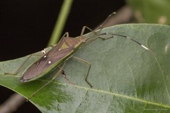Homoeocerus (Anacanthocoris) bipustulatus