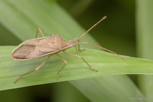 Homoeocerus (Tliponius) marginellus • © Marcus Ng Fu Chuan • All Rights Reserved