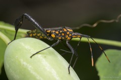 Leptoglossus gonagra