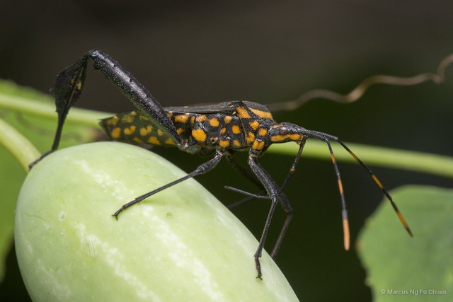 Leptoglossus gonagra • © Marcus Ng Fu Chuan • All Rights Reserved