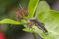 Mictis longicornis