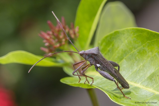Mictis longicornis • © Marcus Ng Fu Chuan • All Rights Reserved