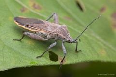 Physomerus grossipes (Fabricius, 1794)