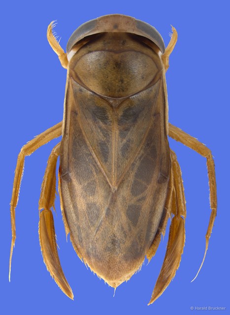 Agraptocorixa hyalinipennis • © Harald Bruckner • All Rights Reserved