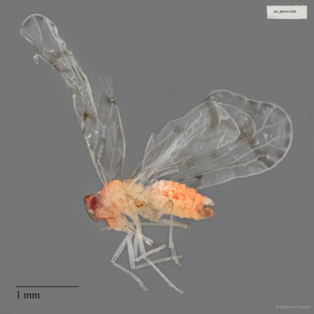 Derbidae sp. "ZRCBDP0112066" • © Maimon Hussin • All Rights Reserved
