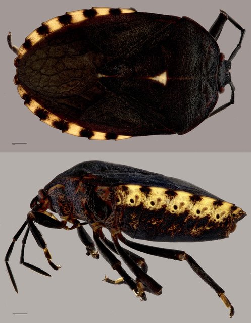 Cyclopelta sp. "ZRCBDP0071888" • © Tan Wee Chye • All Rights Reserved
