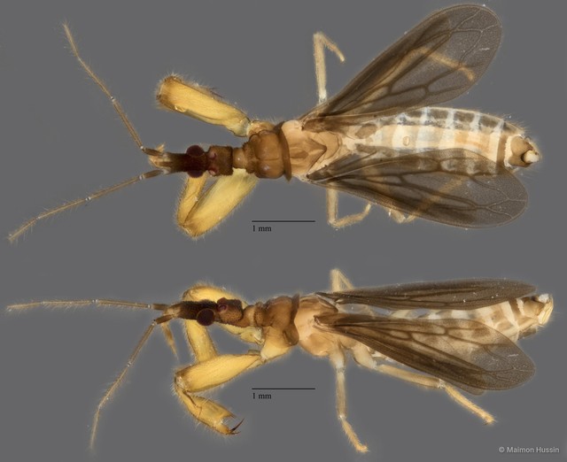 Enicocephalidae sp. "ZRCBDP0072110" • © Maimon Hussin • All Rights Reserved
