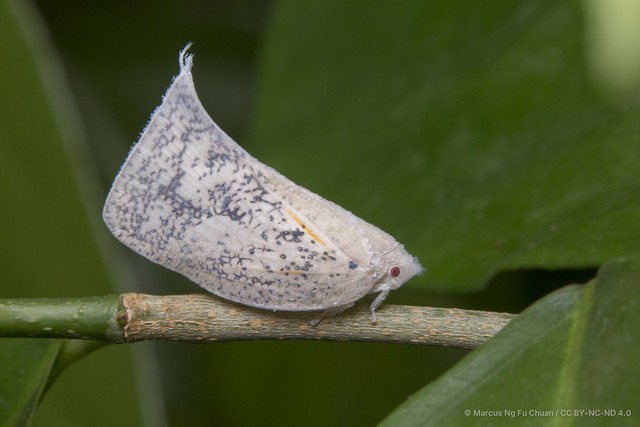 Lawana conspersa • © Marcus Ng Fu Chuan • CC BY-NC-ND 4.0