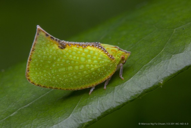 Salurnis marginella • © Marcus Ng Fu Chuan • CC BY-NC-ND 4.0