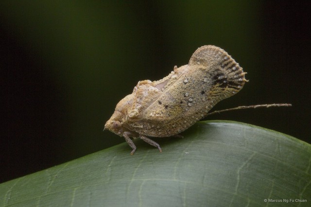Satapa ferruginea • © Marcus Ng Fu Chuan • All Rights Reserved