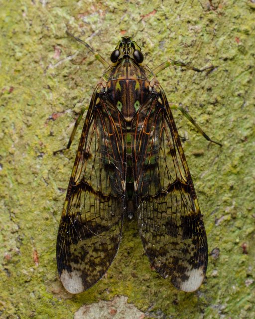 Dichoptera sp. "53a938b4" • © Kenneth Chin • All Rights Reserved