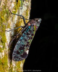 Penthicodes bimaculatus