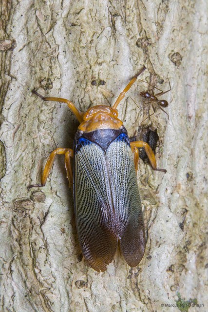 Polydictya basalis • © Marcus Ng Fu Chuan • All Rights Reserved