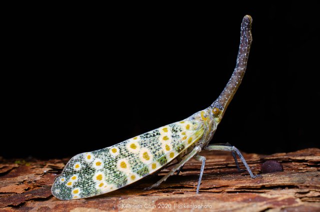 Pyrops oculatus • © Kenneth Chin • All Rights Reserved