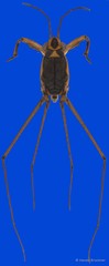 Asclepios annandalei Distant, 1915