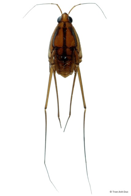Lathriobates johorensis
