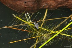 Limnogonus fossarum fossarum • © Tran Anh Duc • All Rights Reserved