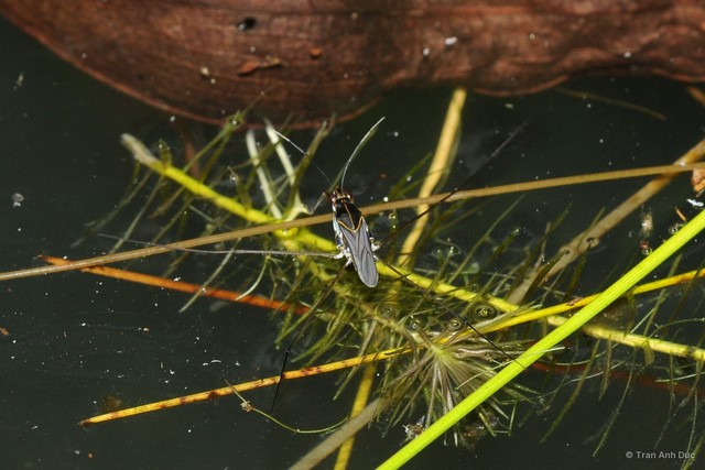 Limnogonus fossarum fossarum