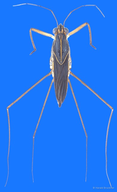 Limnogonus hungerfordi