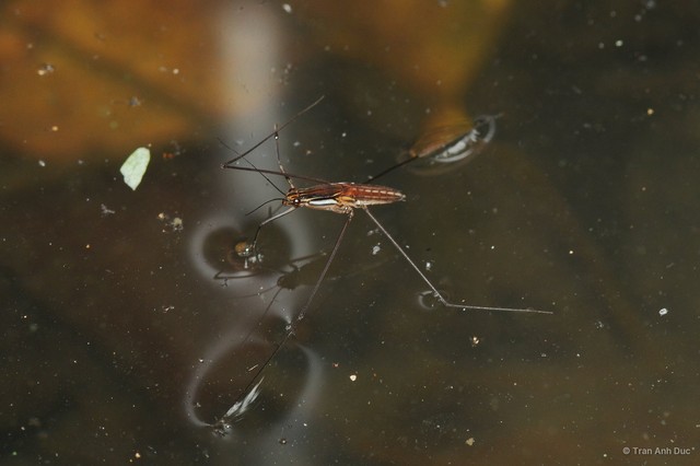 Limnometra ciliata • © Tran Anh Duc • All Rights Reserved