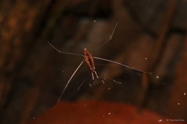 Limnometra octopunctata • © Tran Anh Duc • All Rights Reserved