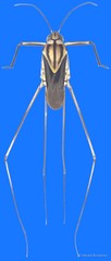Metrocoris tenuicornis • © Harald Bruckner • All Rights Reserved