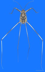 Metrocoris tenuicornis • © Harald Bruckner • All Rights Reserved