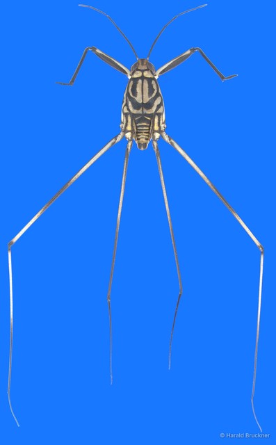 Metrocoris tenuicornis