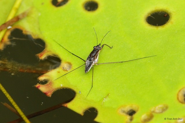 Neogerris assimilis • © Tran Anh Duc • All Rights Reserved
