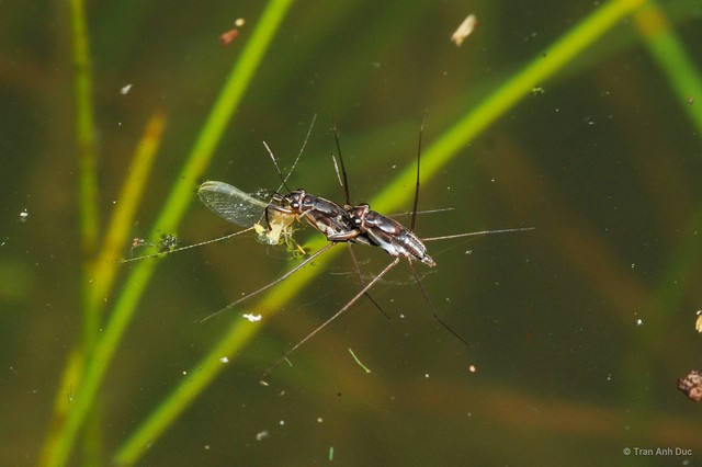 Neogerris assimilis