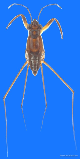 Neogerris assimilis