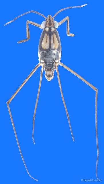 Rheumatometroides insularis • © Harald Bruckner • All Rights Reserved