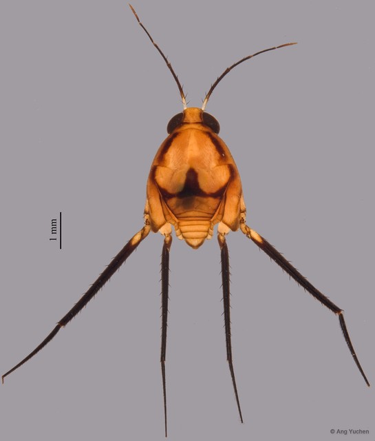 Ventidius malayensis • © Ang Yuchen • All Rights Reserved