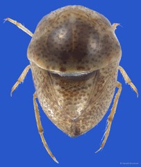 Tiphotrephes indicus (Distant, 1910)