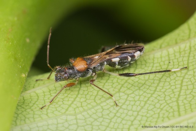 Artemidorus sobrinus • © Marcus Ng Fu Chuan • CC BY-NC-ND 4.0